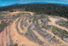 A bas la déforestation